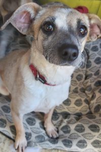 Cadela rafeira, pequena, cor creme com os bigodes encaracolados e focinho afiado