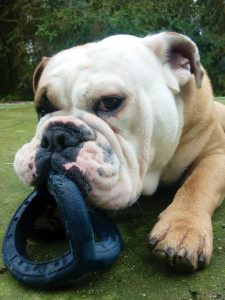 Cabeça de cão Bulldog inglês, branco e amarelo, com brinquedo