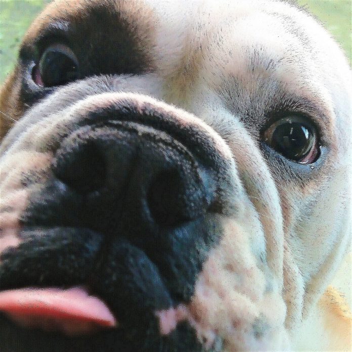 Cão de raça Bulldog inglês, close up