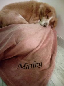 Marley, um cão de 13 anos, castanho, tamanho médio resgatado da rua, sem dentes e cego de um olho