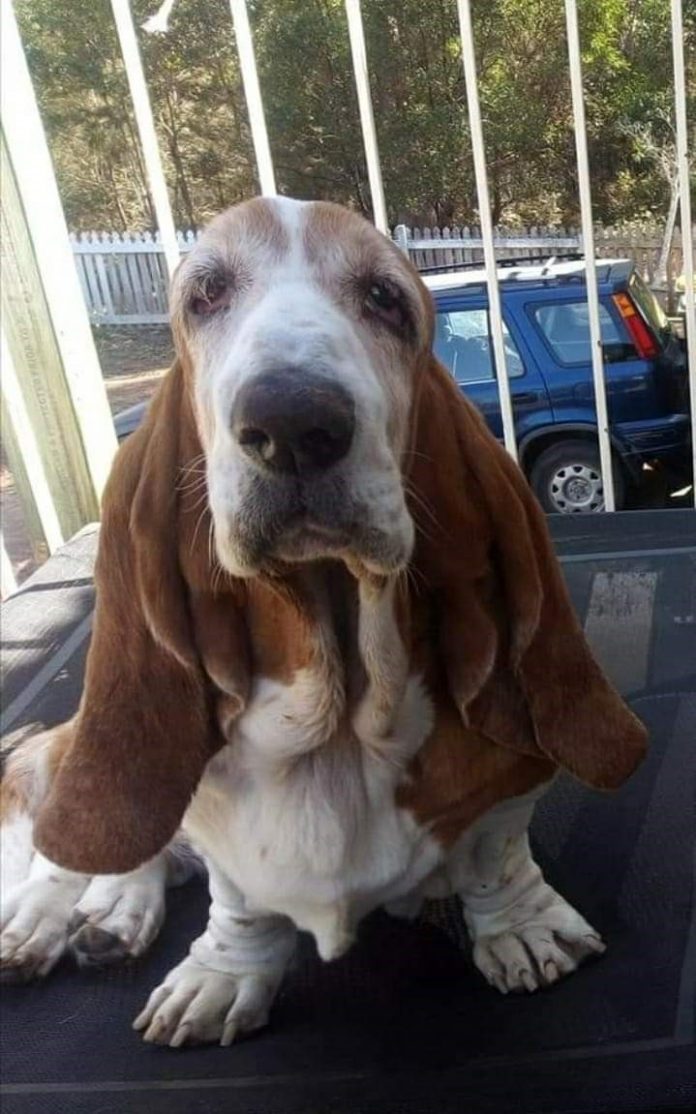 Cão de raça Basset Hound com 11 anos e de nome Bonnie