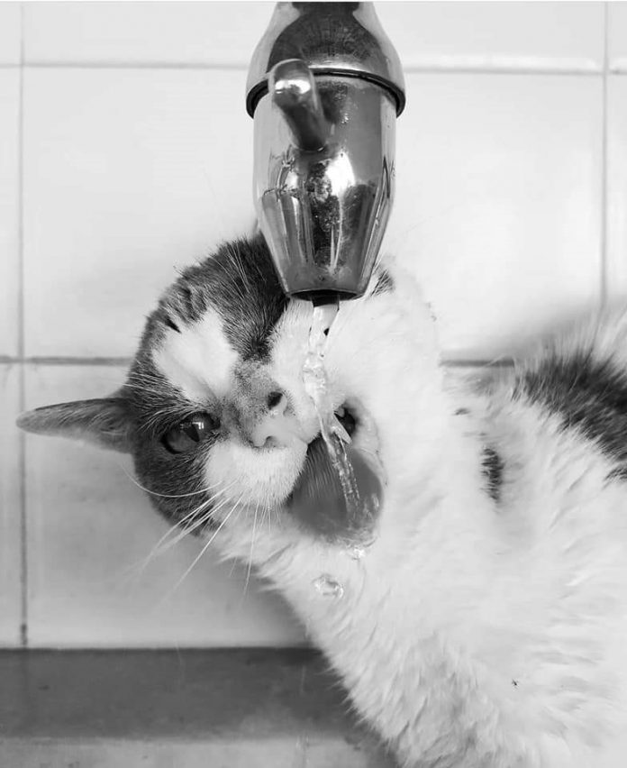Gata a beber água da torneira, foto a preto e branco