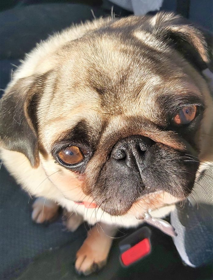 Pipoca, uma cadela de cinco anos de raça pug morre de alergia a vacina