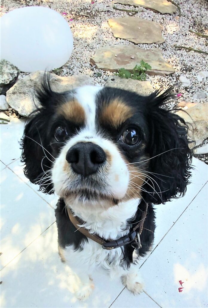 Heidi, cadela da raça King Charles