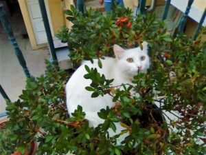 Uma linda gata branca de olhos verdes, no meio da vegetação verde