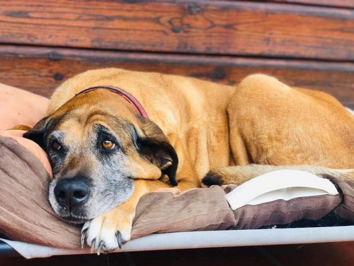 Milu, uma cadela sénior de porte grande, que vive algures entre Arneiro dos Marinheiros e Bolembre, no concelho de Sintra