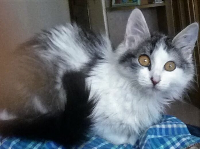 Gatinha branca e cinzenta com olhos
