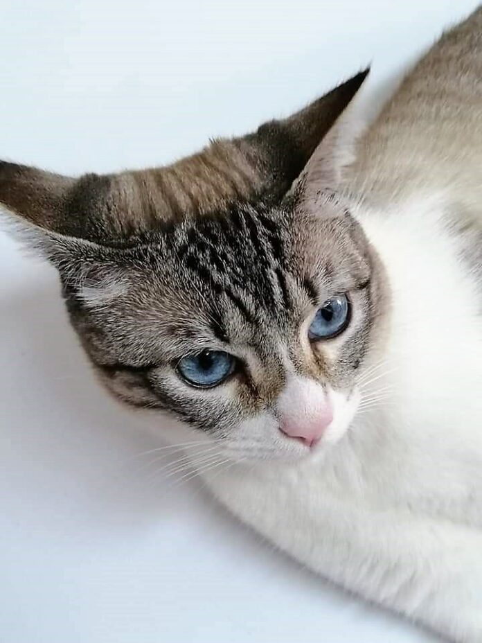 Um gsto doméstico de nome Gil branco tigrado de cinzento