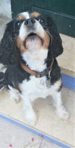 Heidi, cadela da raça King Charles