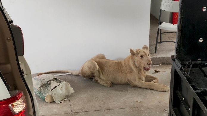 Leão raroé resgatado de apartamento no Camboja, sem dentes nem garras