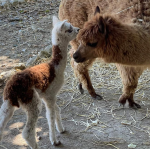 João Baião com o novo membro da família, uma alpaca bébé