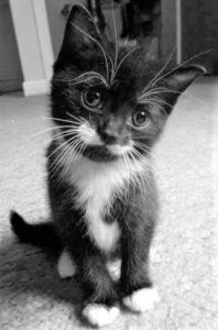 Umgatinho bébé preto e branco, que dá pelo nome de Poirot