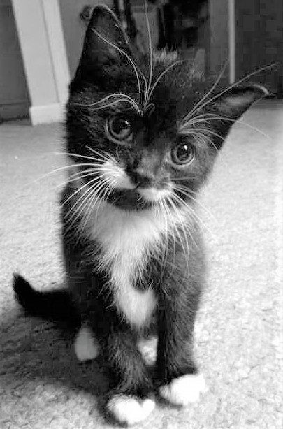 Umgatinho bébé preto e branco, que dá pelo nome de Poirot