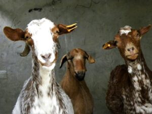Três cabras castanhas e brancas