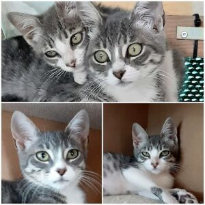 Dois gatinhos cinzentos e brancos para adopção conjunta