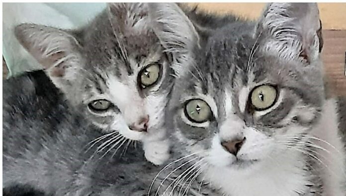 Dois gatinhos cinzentos e brancos para adopção conjunta