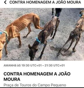 Cães da raça galgo subnutridos do toureiro português João Moura