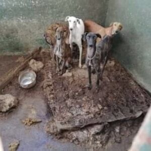 Cerca de duas dezenas de cães a morrerem à fome, na casa do toureiro João Moura, arguido num processo por maus tratos a animais