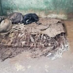 Cães de toureiro JoãoMoura nas piores condições de vida que se possa imaginar