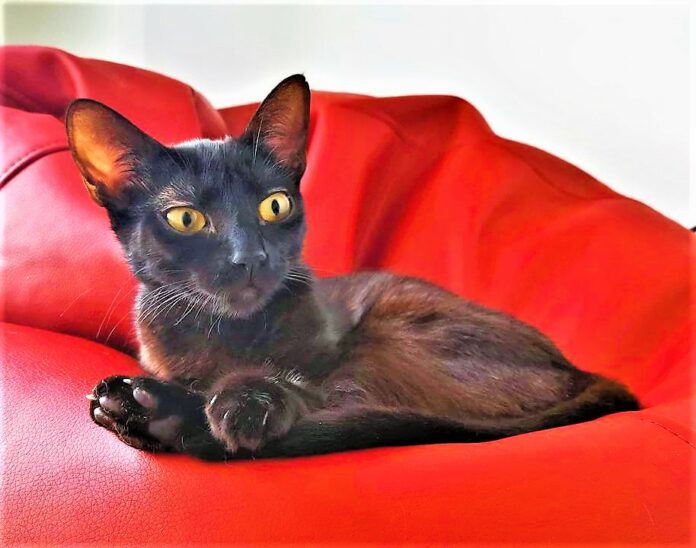 Gato preto de nome Nanook, num sofá vermelho