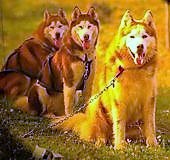 Três cães de raça siberian husky castanhos e brancos