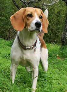 Cão de raça Beagle, de nome Pepsi