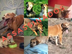 fotos dos cães que morreram no Bosque dos Pimpões, hotel canino