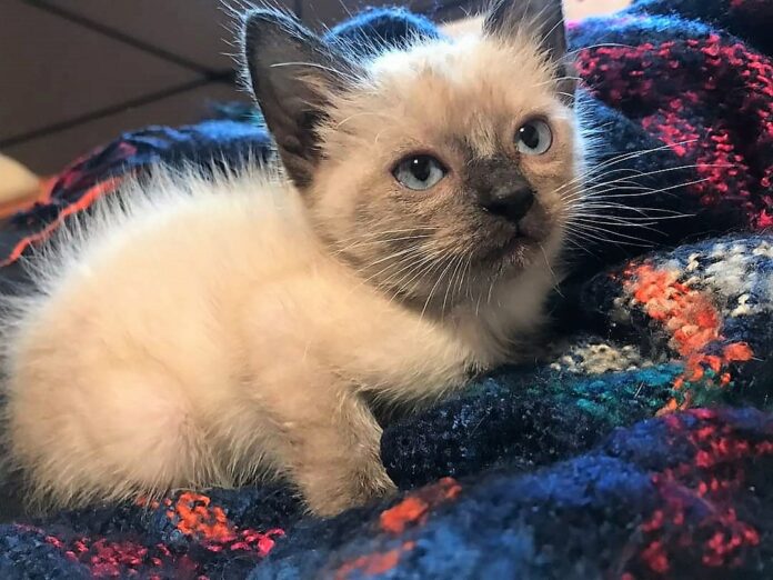 Rafael, um gatinho siamês, disponível para adopção