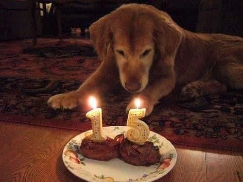 Sasha, um cãozinho festeja o seu 15º aniversário