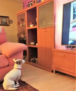 Akira adora ver televisão