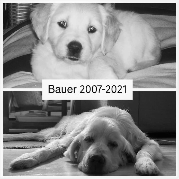 Duas fotos de Bauer, um golden retriever que nasceu em 2007 viveu 14 anos anos