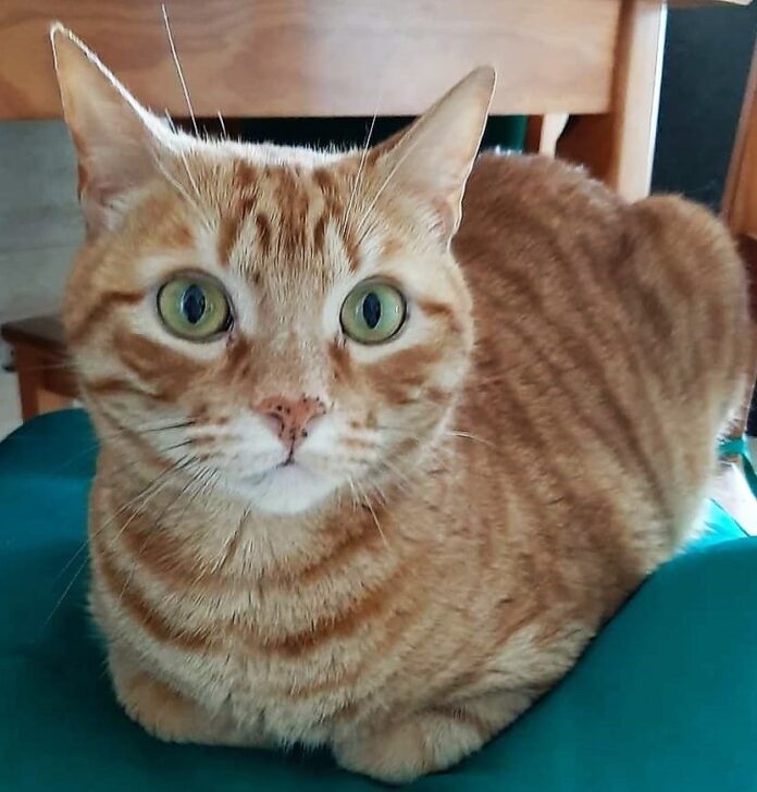 Tommy is a beautiful yellow cat with amazing green eyes