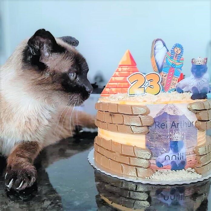 Artur um gato de raça siamês festeja o seu 23º aniversário