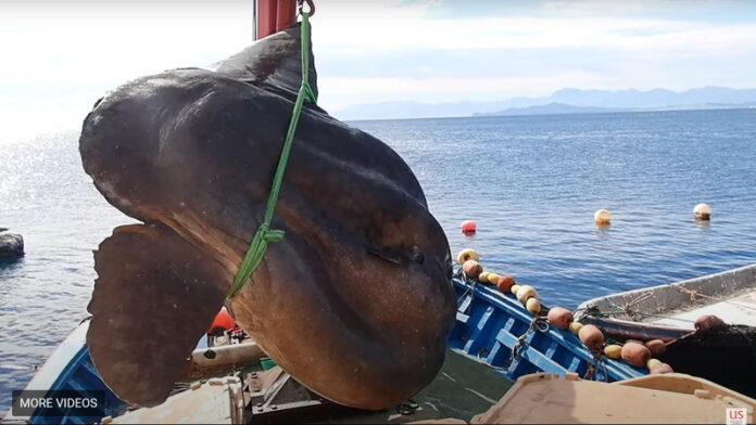 peixe-lua gigantescofica preso em rede de pesca e é salvo