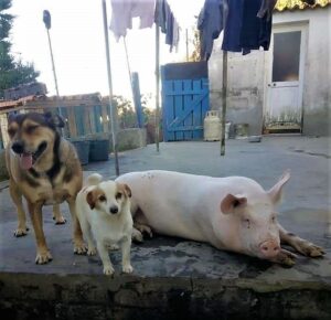 Peppa, a porquinha de estimação, com os seus amigos cães