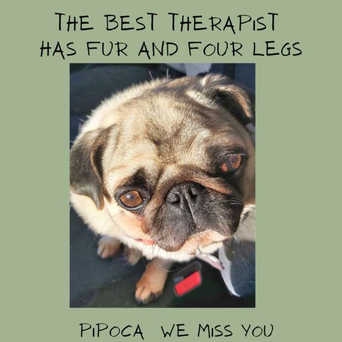 Pipoca era uma adorável cadela de raça pug que morreu na sequência de uma vacina