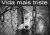 cães acorrentados é ilegal