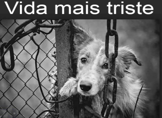 cães acorrentados é ilegal