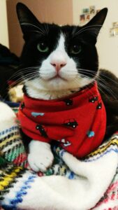 Félix é um gato preto e branco, com um lenço vermelho ao pescoço