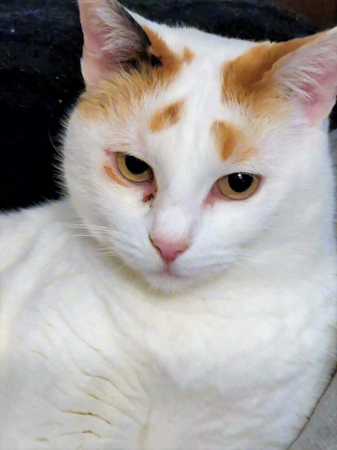 Uma bela gata quase toda branca, e algumas manchas amarelas na cabeça e uns belos olhos amarelos
