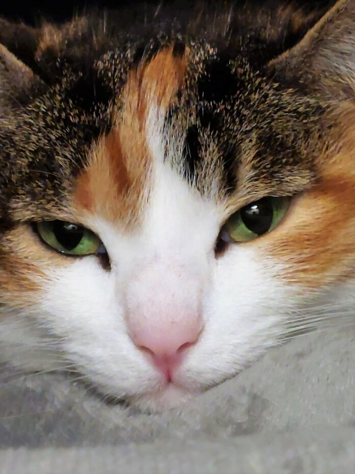 Patolas é um maravilhoso gato de belos olhos verdes tricolor
