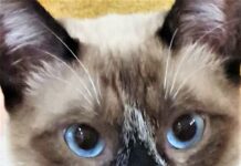 Sky está perdido. Éum belo gato de olhos azuis, de raça siamês