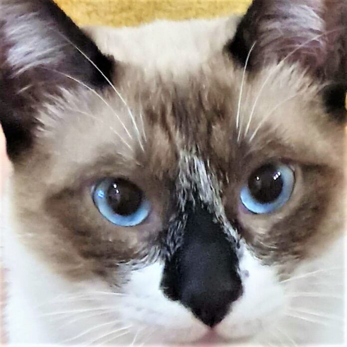 Sky está perdido. Éum belo gato de olhos azuis, de raça siamês