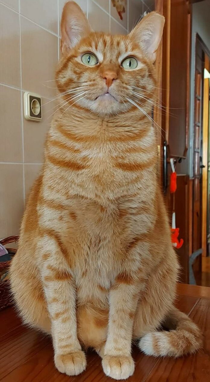 Sushi, um imponente gato amarelo