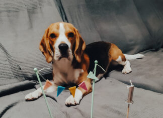 Yoshi, é um jovem cão da raça beagle, que festeja o seu aniversário, com bolo de anos e amigos