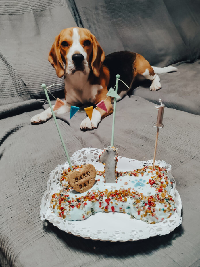 Yoshi, é um jovem cão da raça beagle, que festeja o seu aniversário, com bolo de anos e amigos