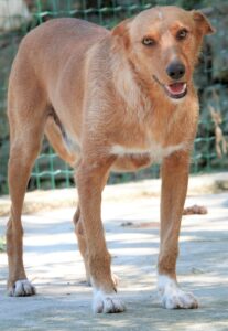 Flot, um cão castanho de grande porte, também está para adopção nas Patas Errantes