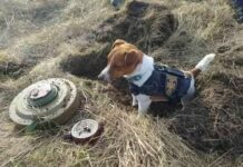 Cão da raça Jack Russel condecorado por descobrir minas na guerra da Ucrânia