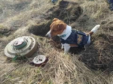 Cão da raça Jack Russel condecorado por descobrir minas na guerra da Ucrânia