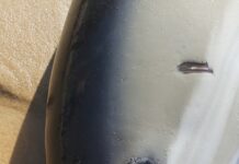 Golfinho que arrojou à praia mutilado, sem as barbatanas anal e peitorais, que servem para se orientar e equilibrar. Mais um crime ambiental